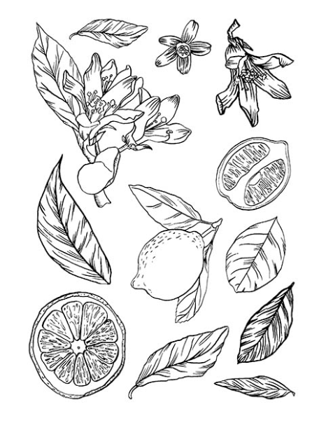 Lemon Blossom  6x8 Photopolymer Stamp Set